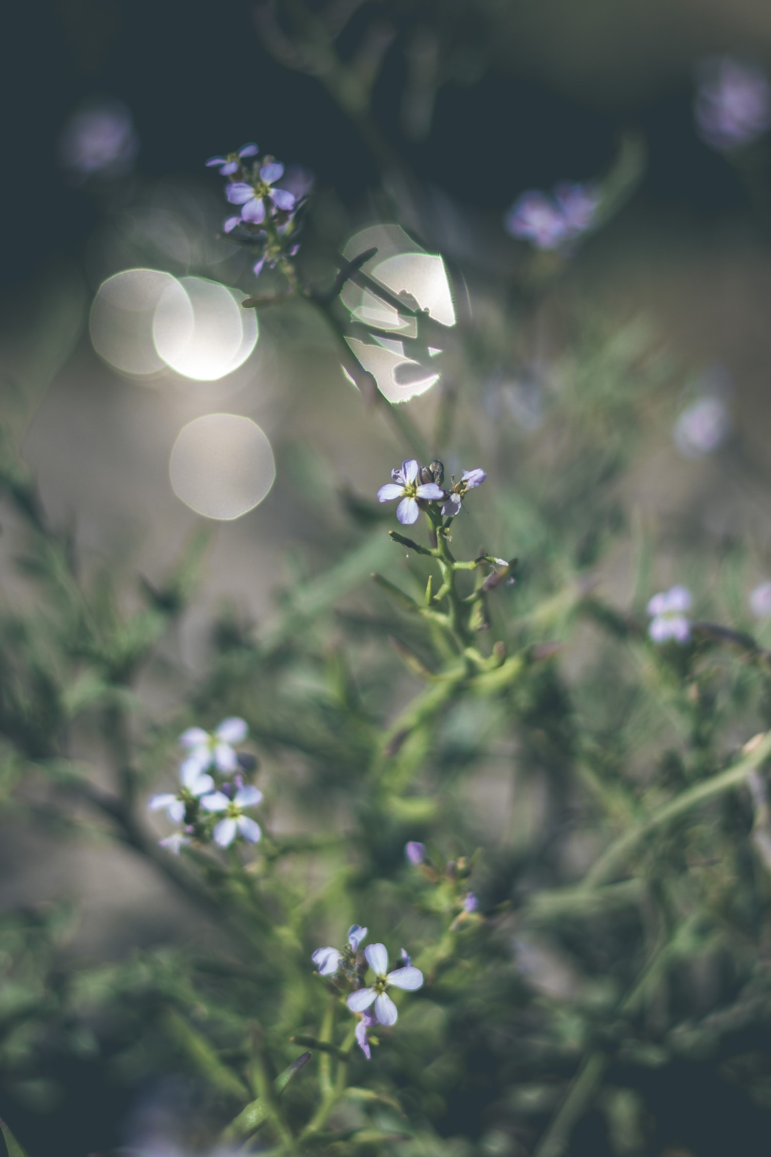Fotografía de plantas con bokeh