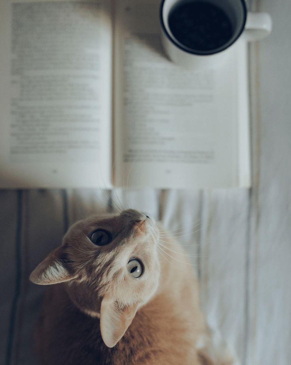 Foto de gato ganadora del fotoreto106