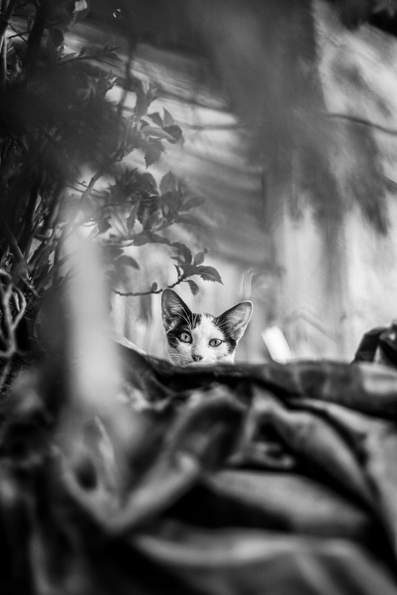 Cat photographed with a Nikon 50mm