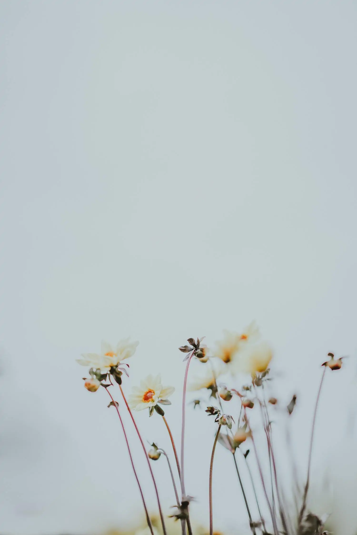 Negative Space Daisies