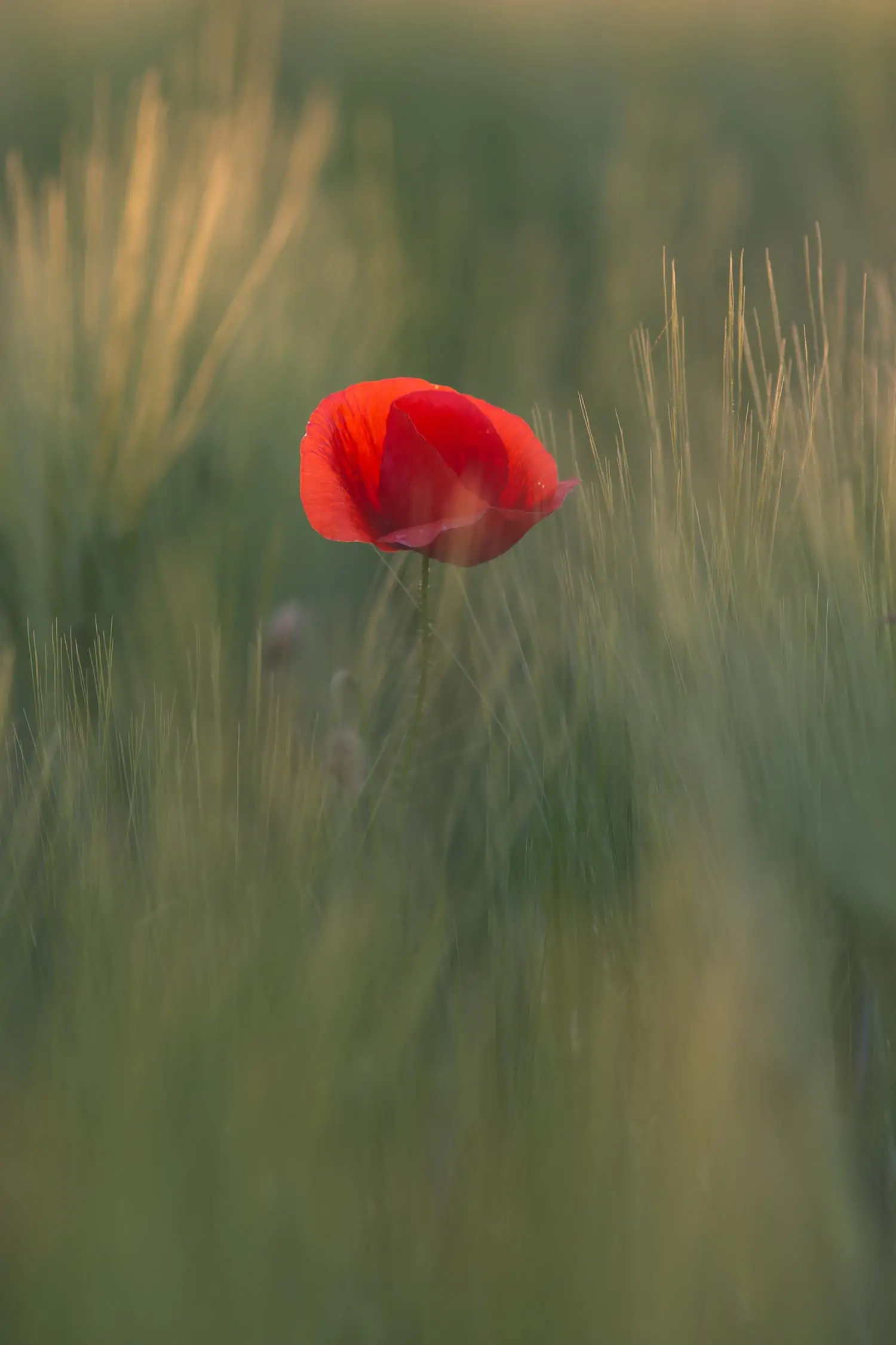 Red poppy contrasts with green