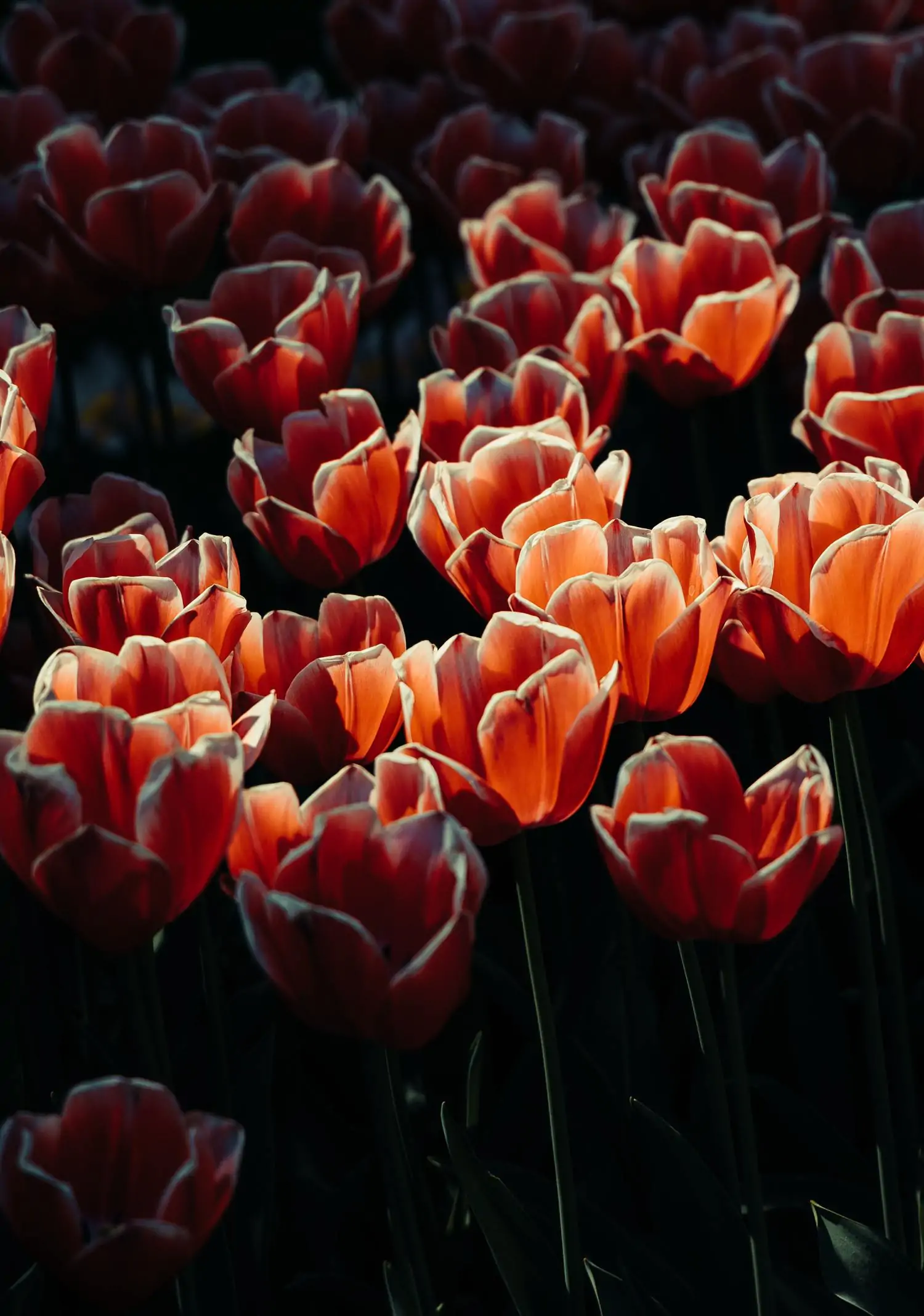 Backlit red tulips