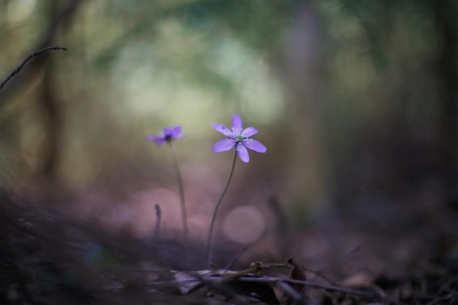 flower with bokeh and green background