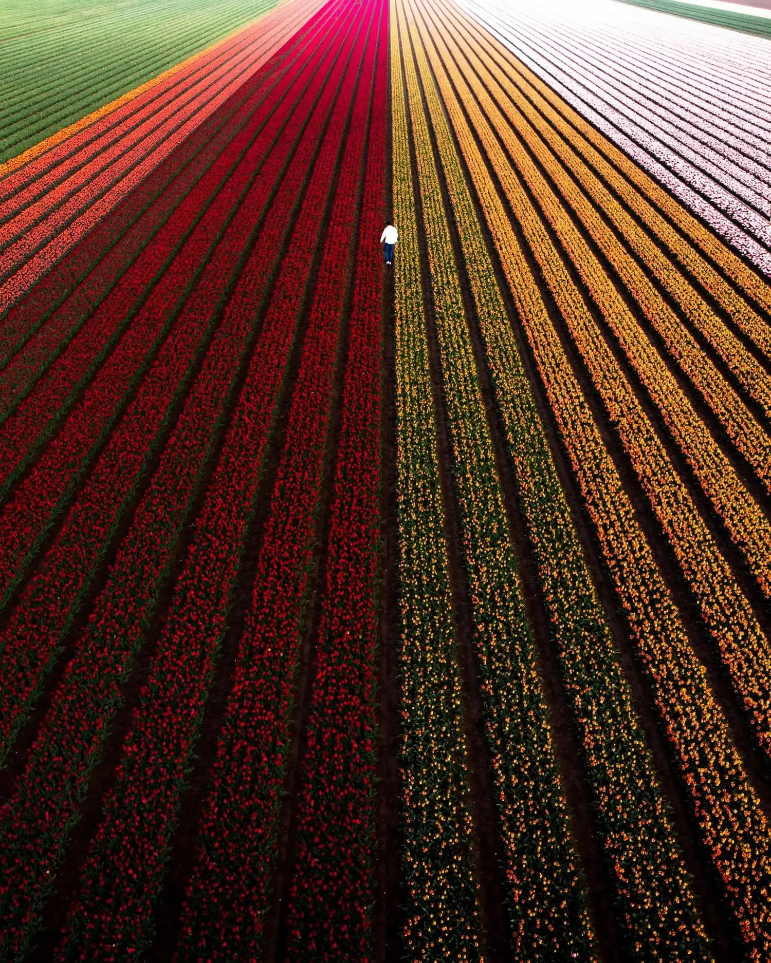 flower fields with lines