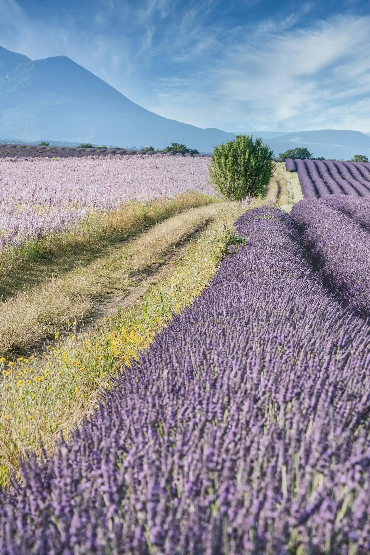 lavender field