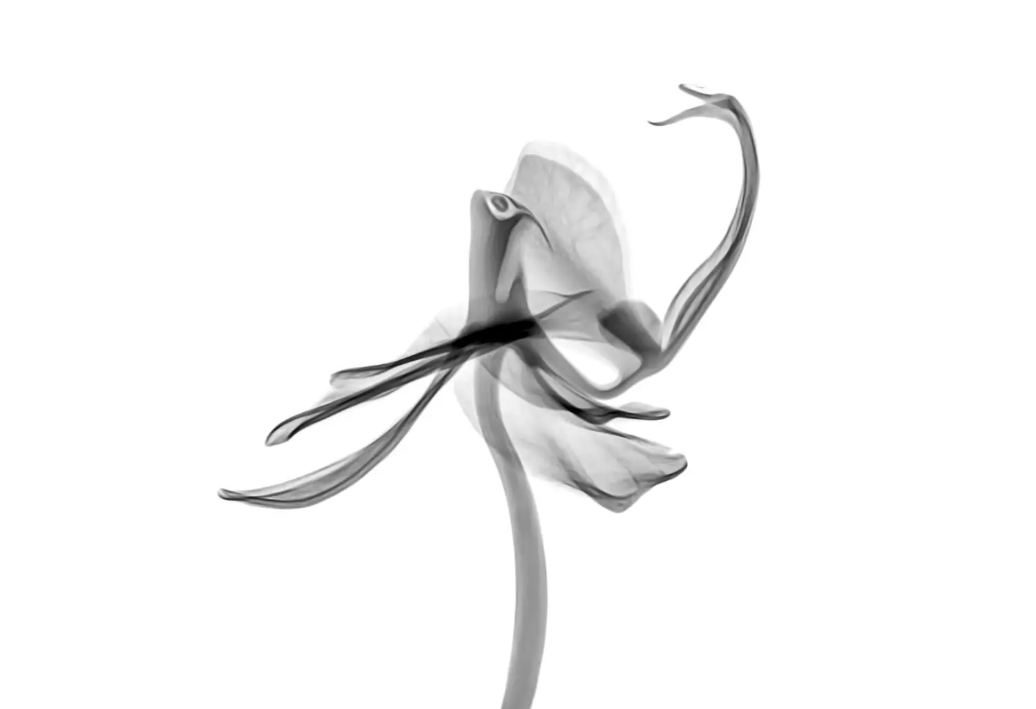 black and white flower