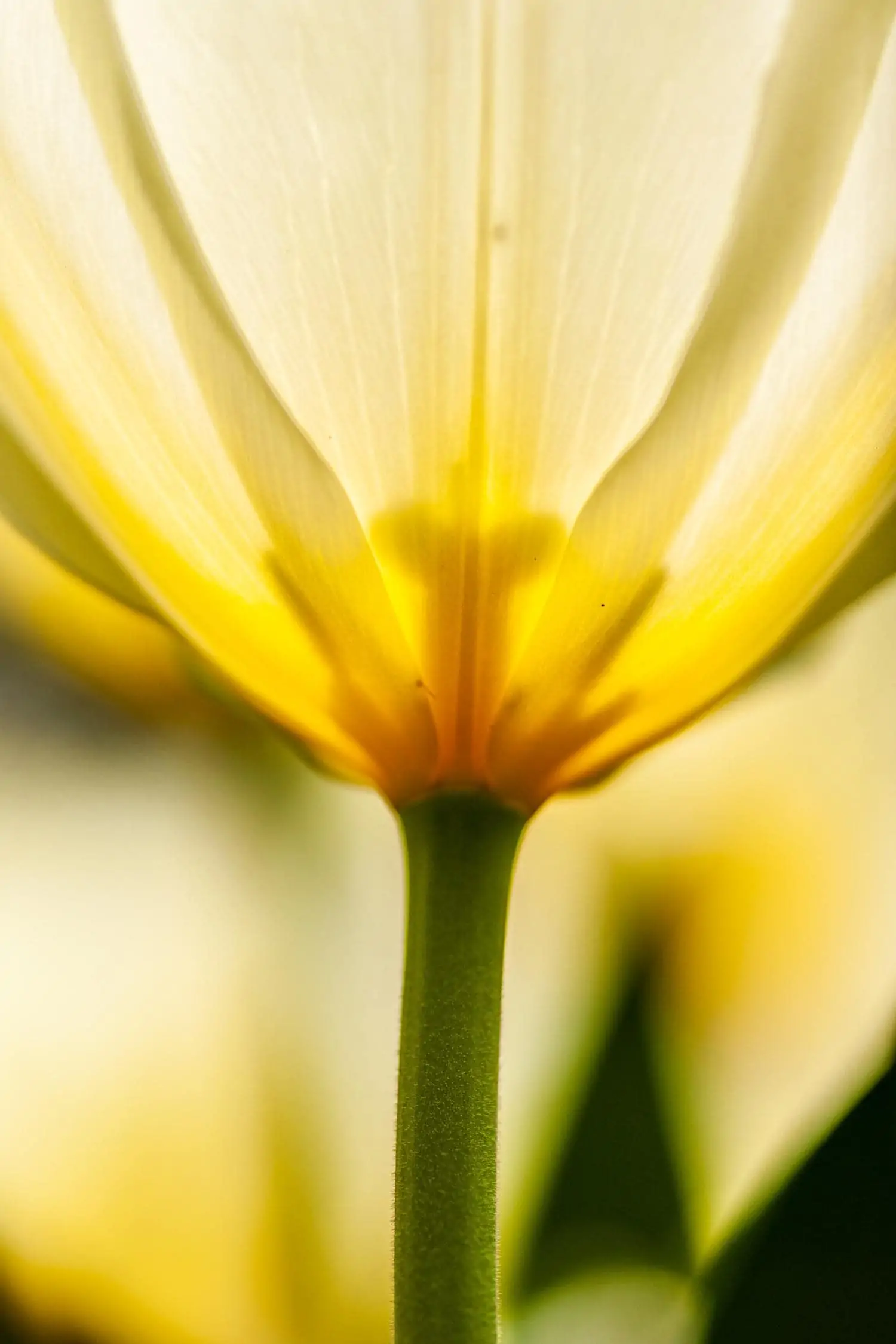 yellow macro flower