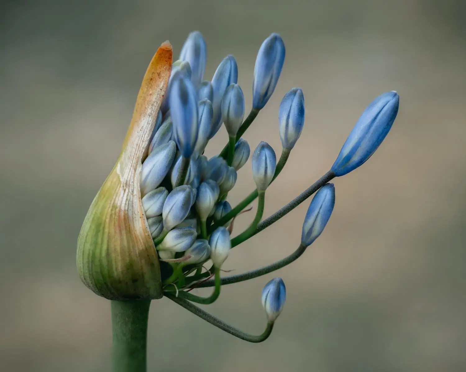 exotic flower