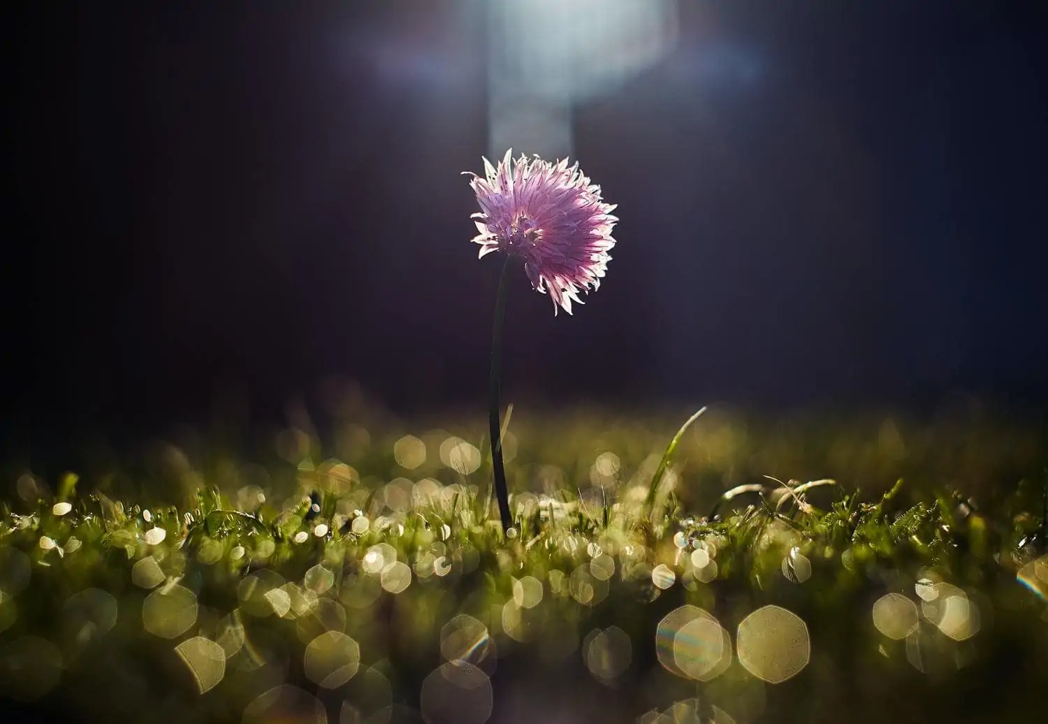 Backlit flower with bokeh