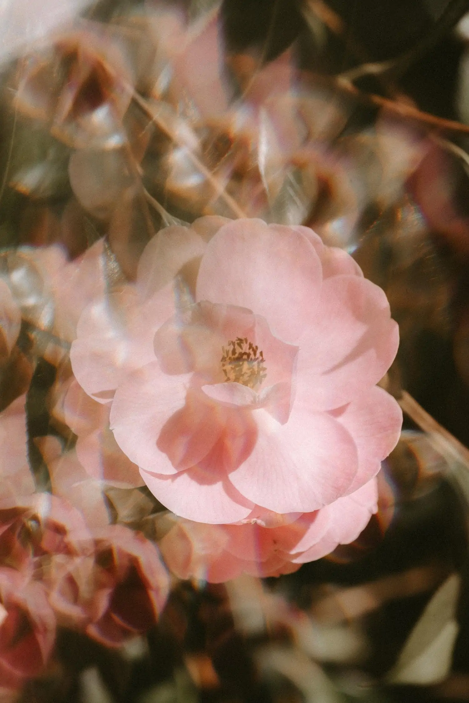 experimental photography with flowers