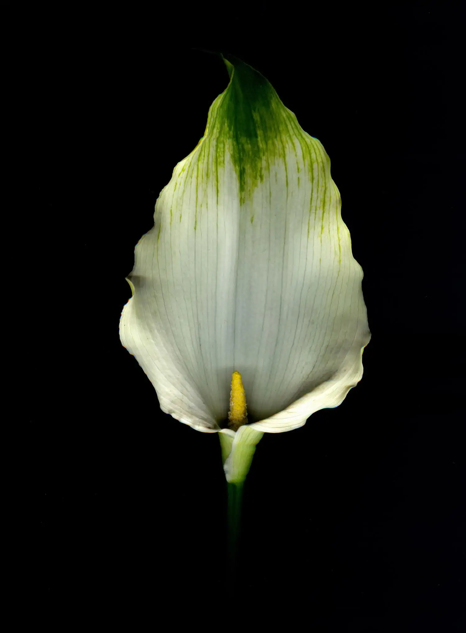 flower with black background