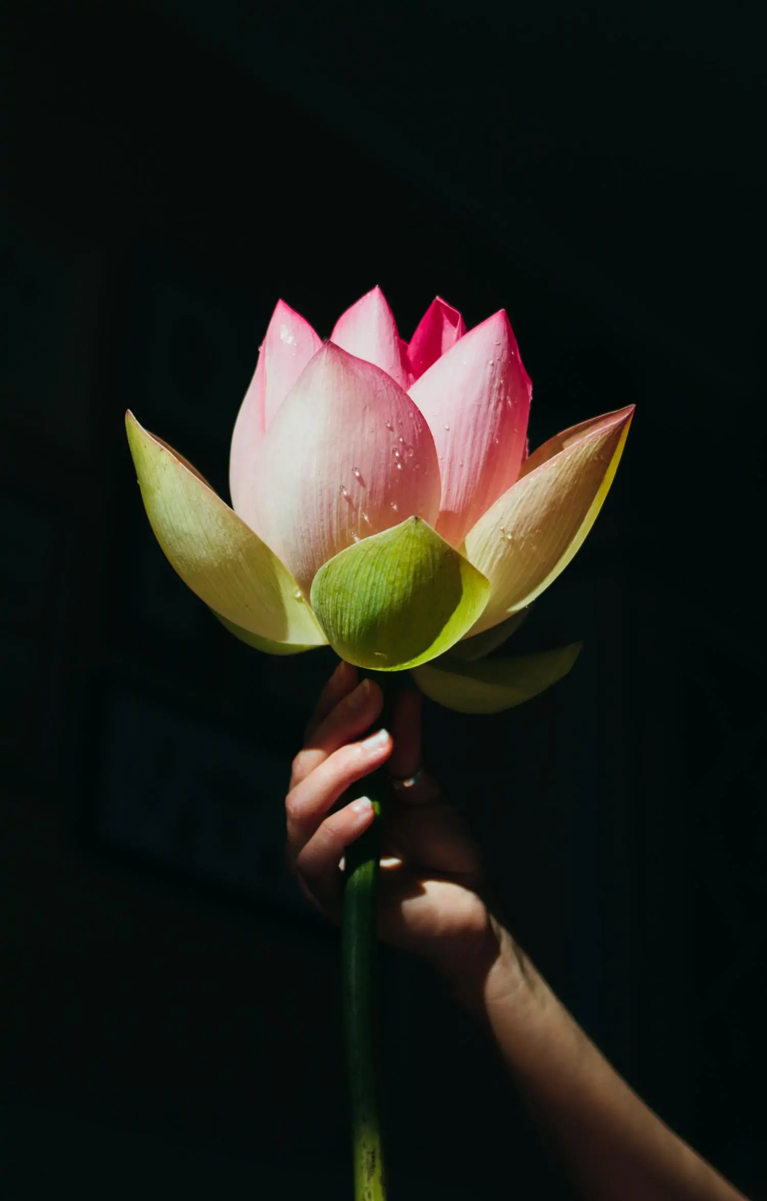 Flower with black background held by hand