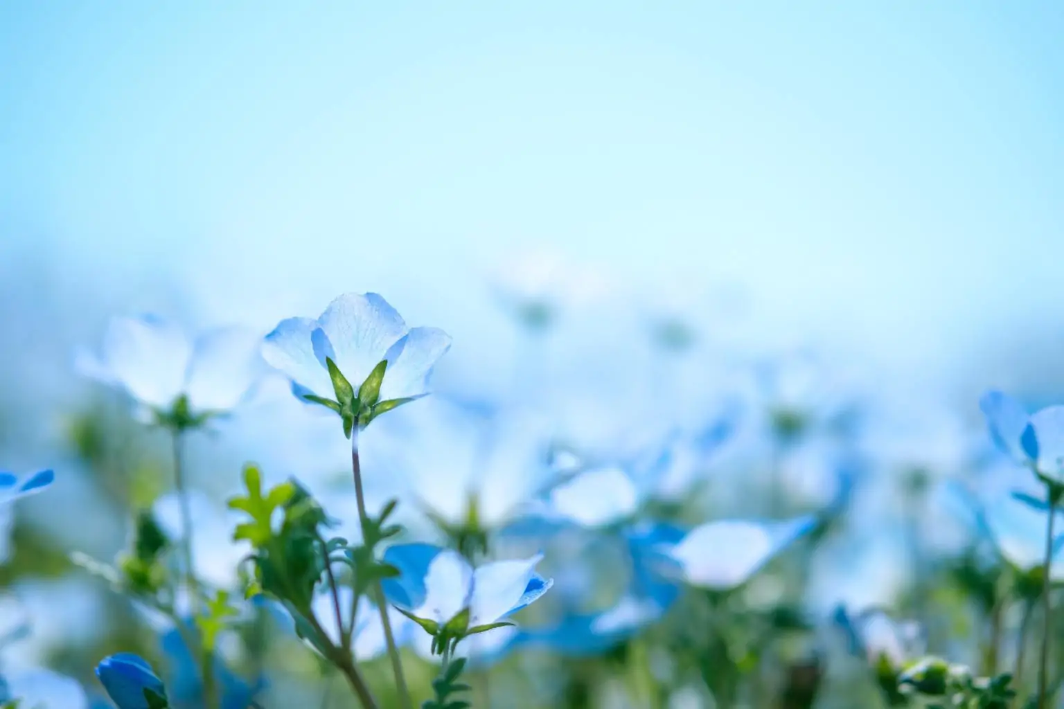 Blue flowers with a lot of blur