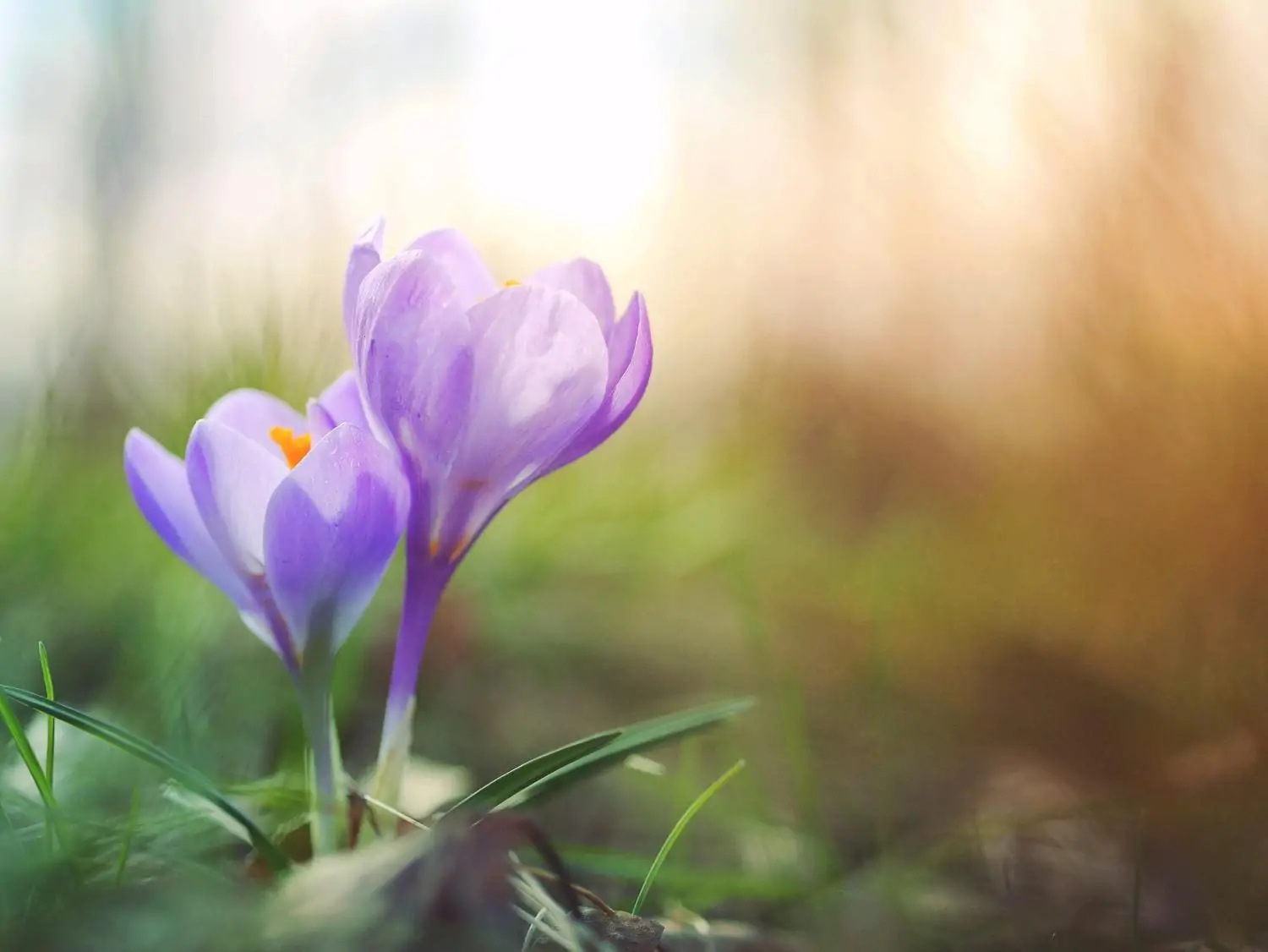 lilac flowers with green background