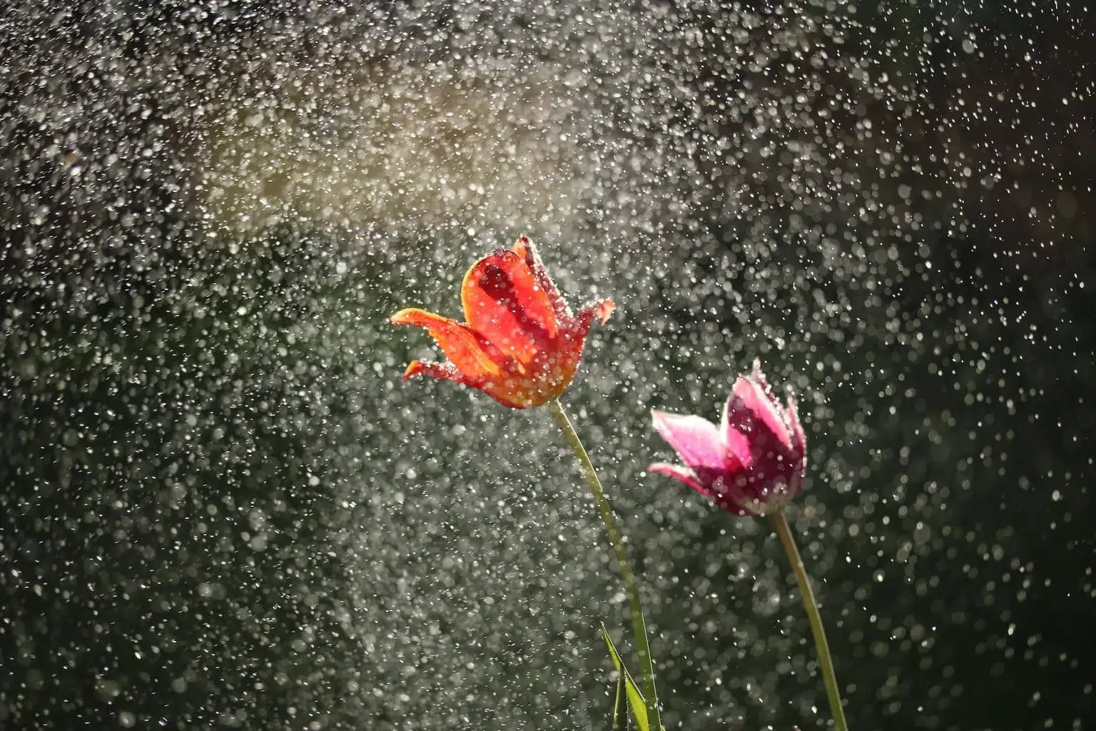 flowers with rain