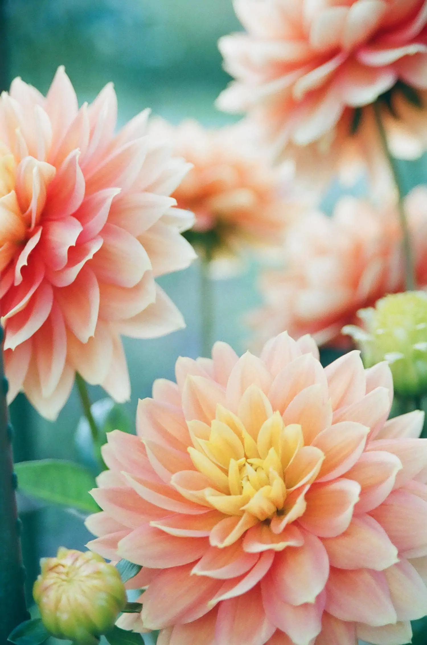 Pink flowers in set