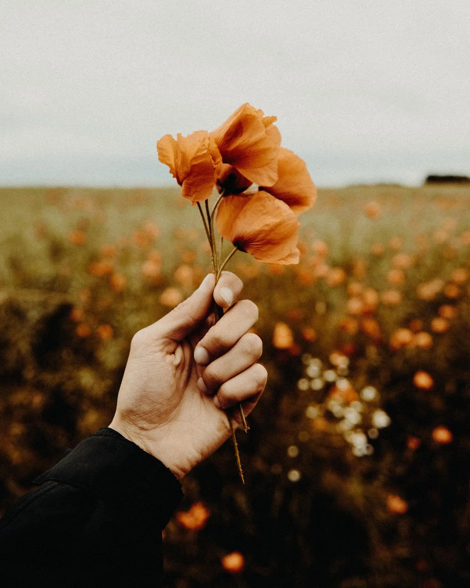 desaturated poppies