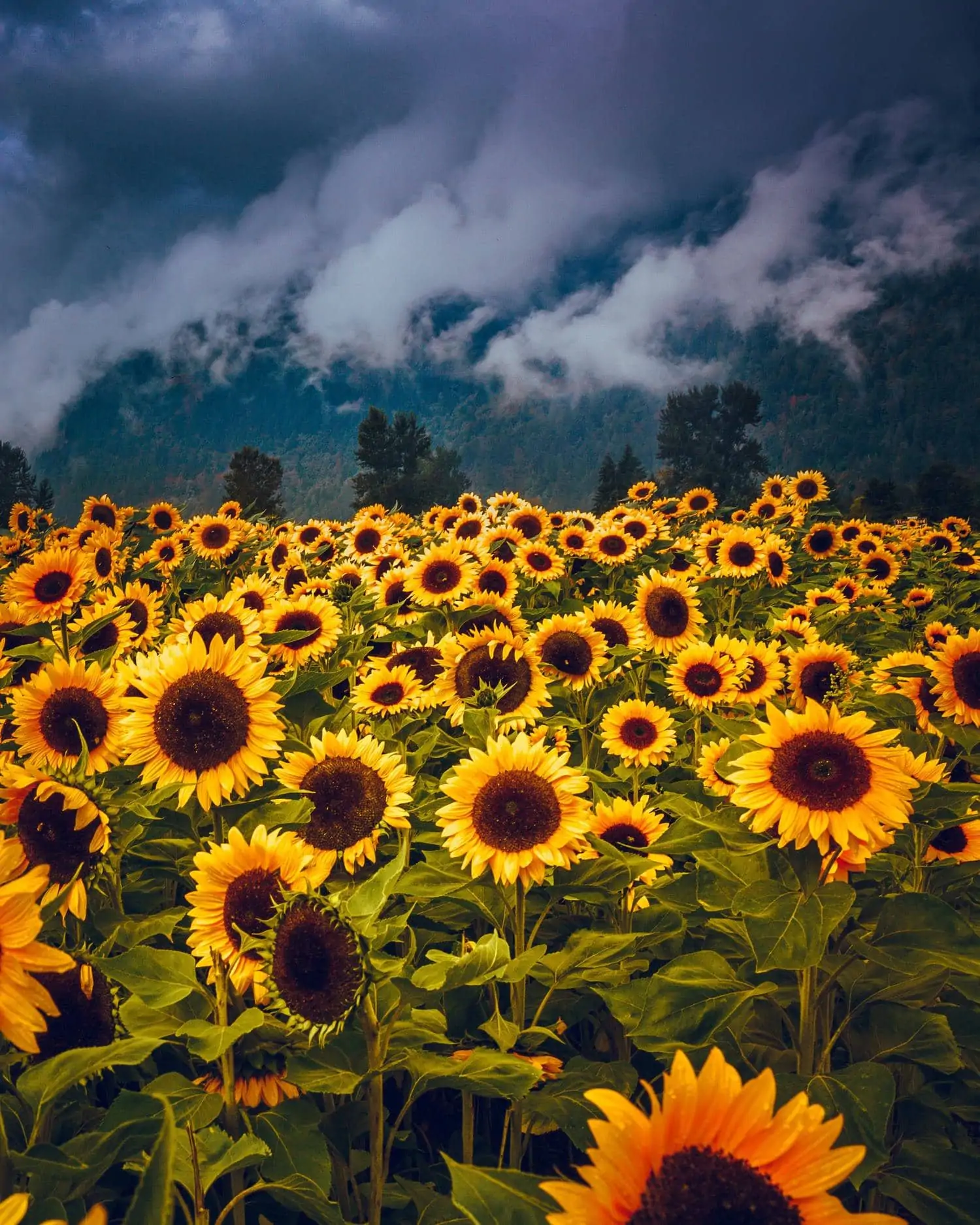 field of sunflowers