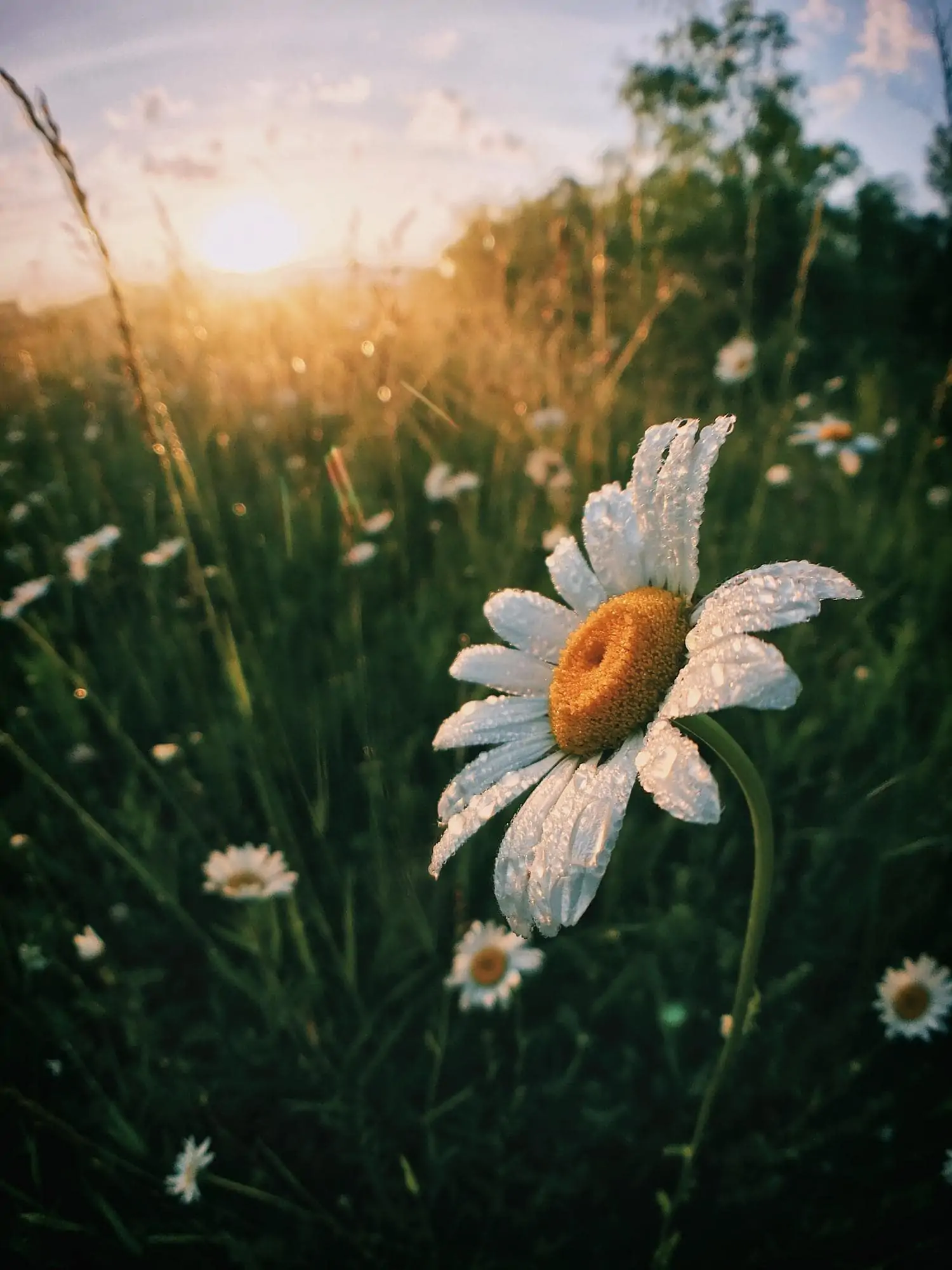 Daisies in the field with dew