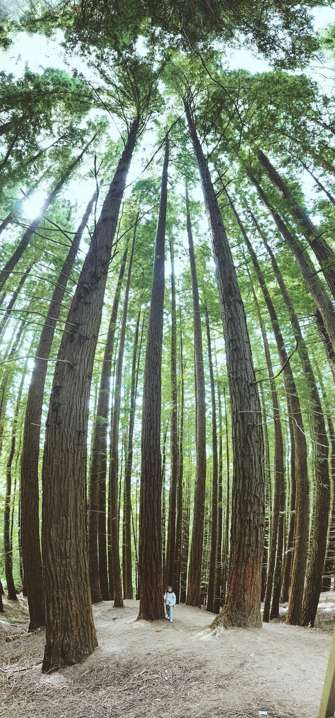 Panorámica vertical en bosque de secuoyas realizada con móvil