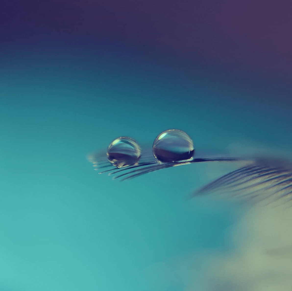 Fotografía de dos gotas de agua sobre pluma ganadora fotoreto116 delicado