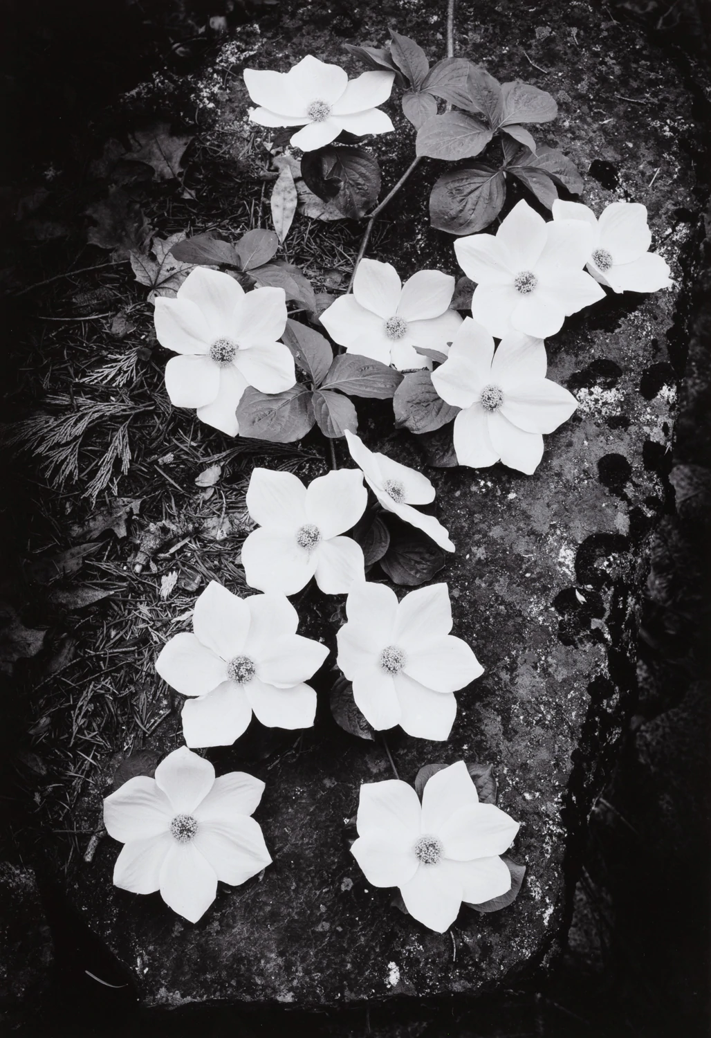 White flowers