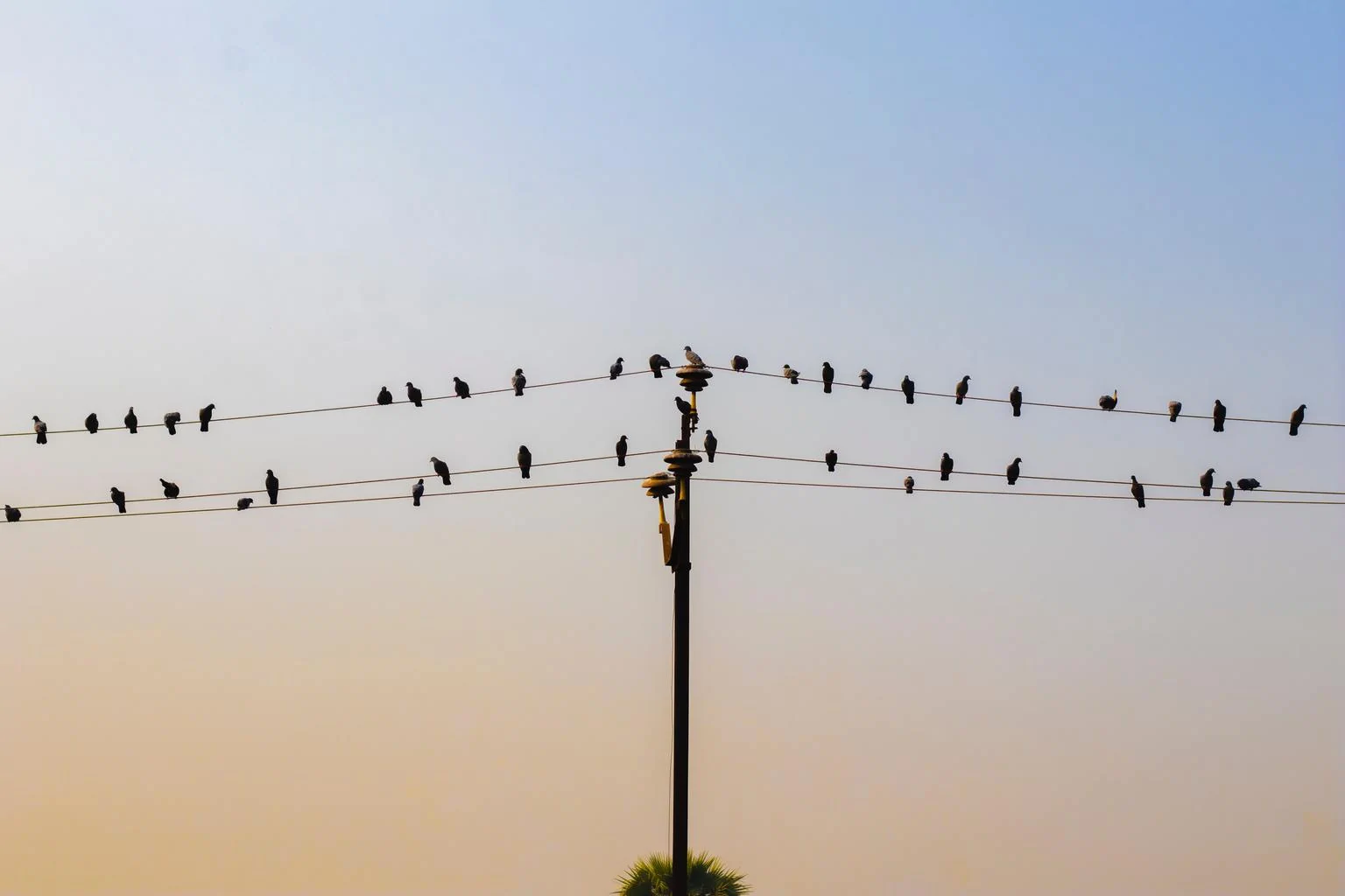 birds photographed with canon mirrorless