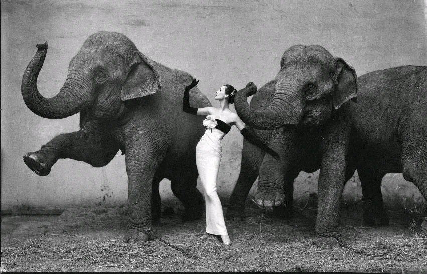 avedon elephants fashion