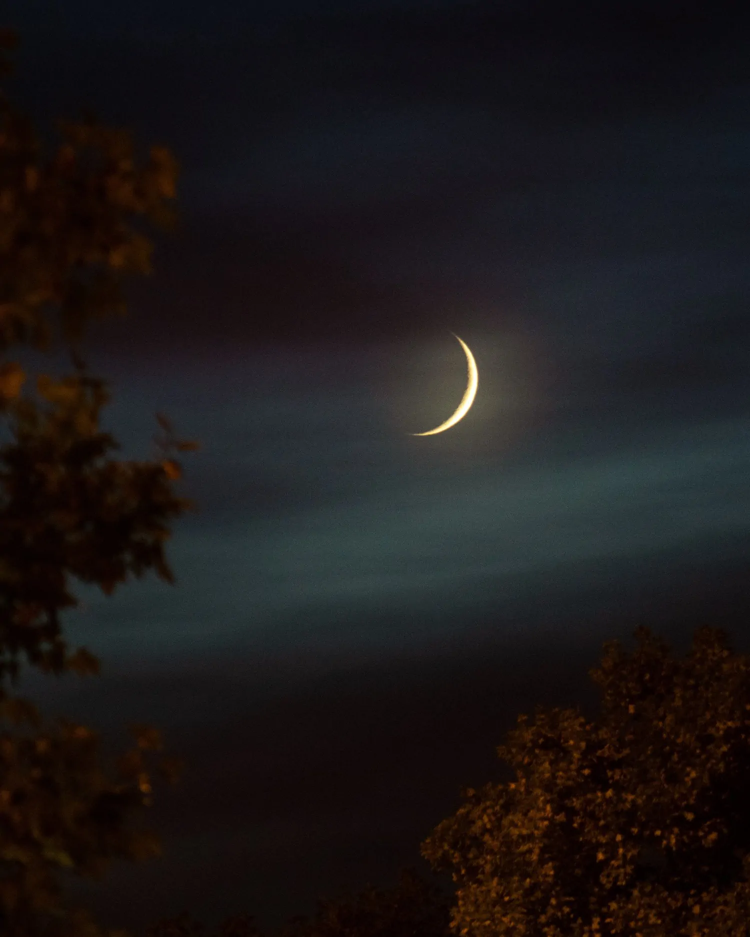 lunar eclipse with trees