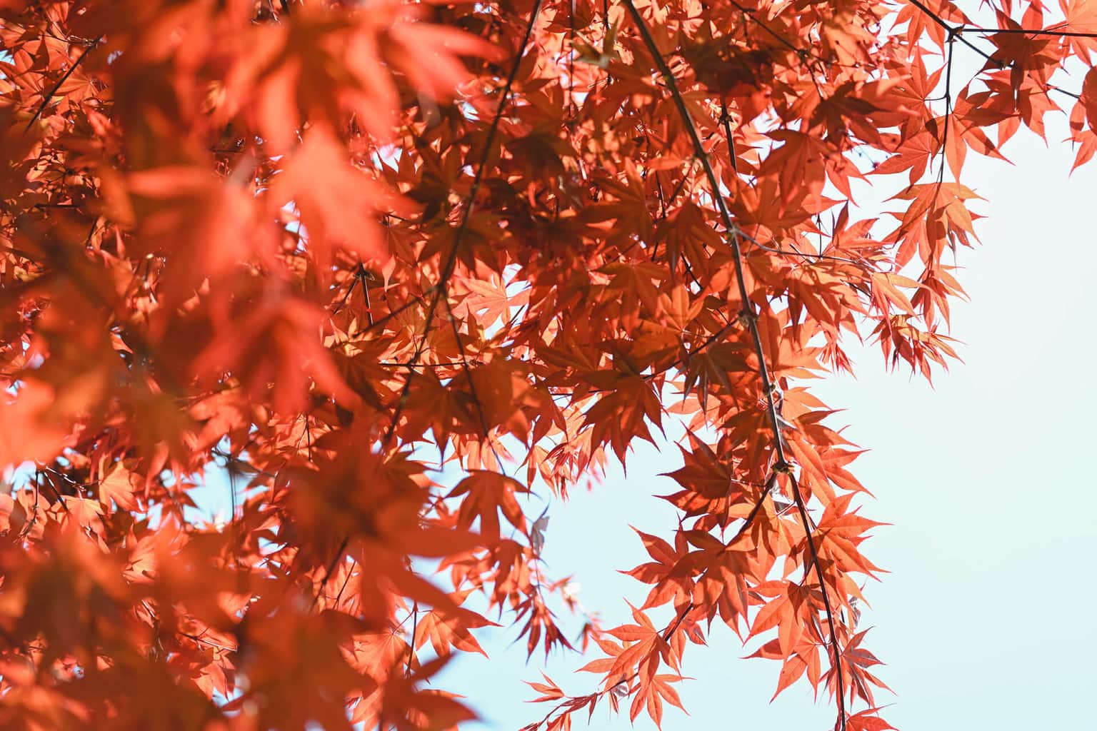 hojas otoño