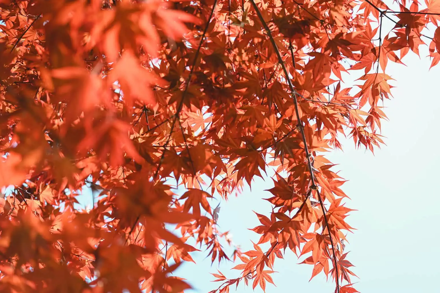 hojas otoño
