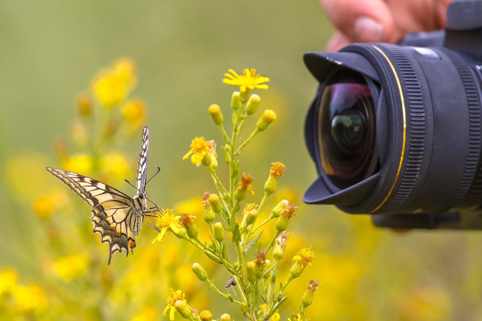 objetivo macro fotografiando mariposa en flores