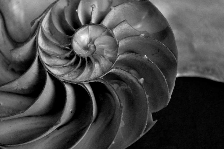 nautilus