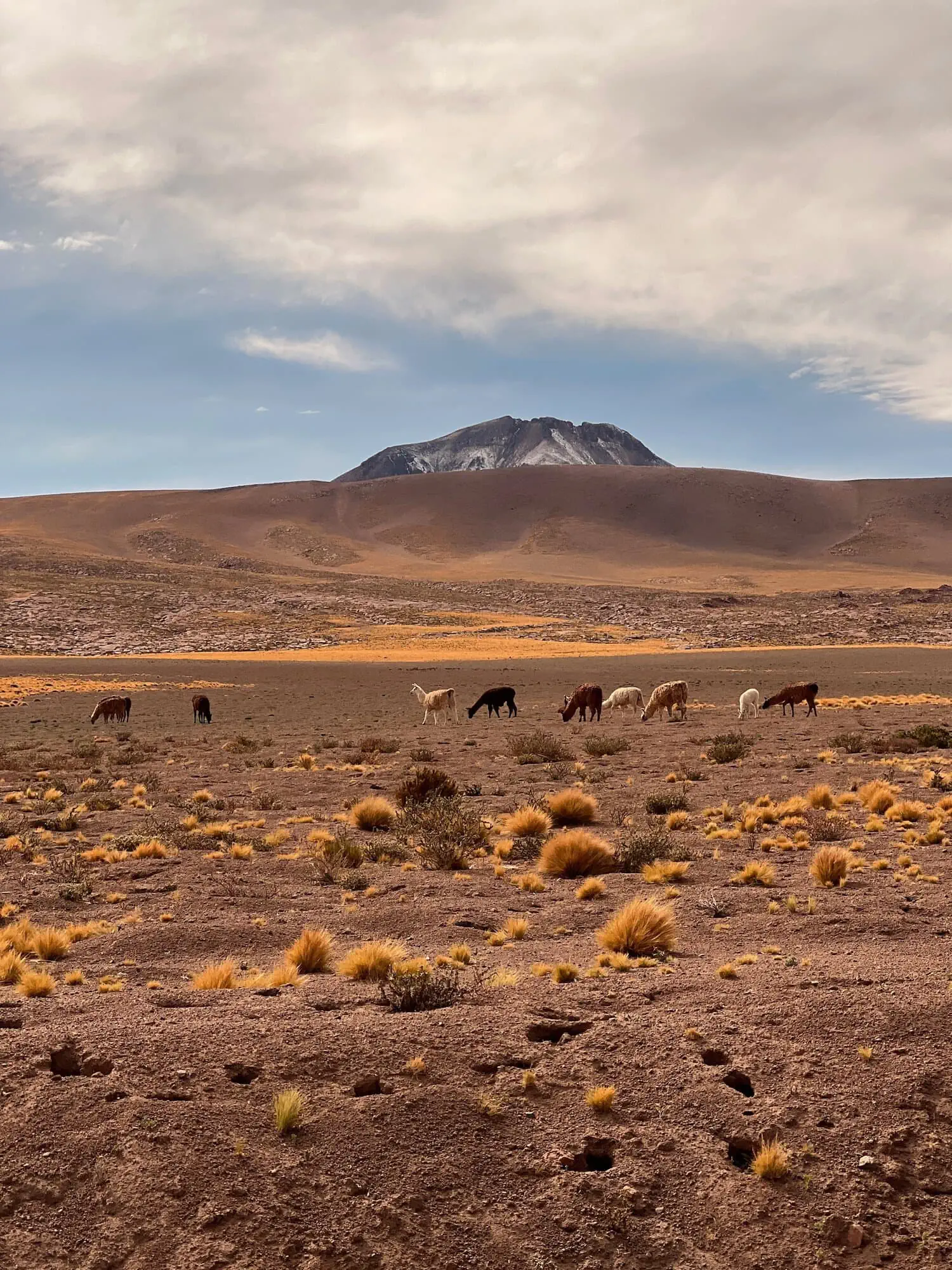 animales Atacama