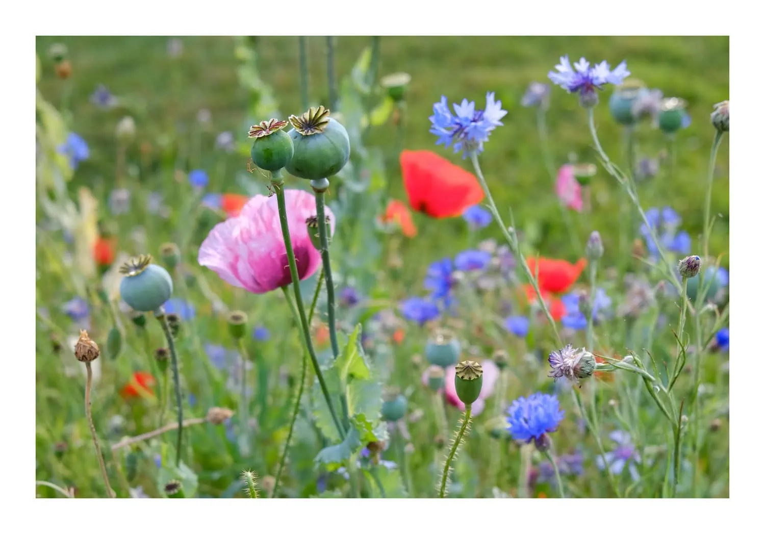 foto de flores tomada con fuji x100v