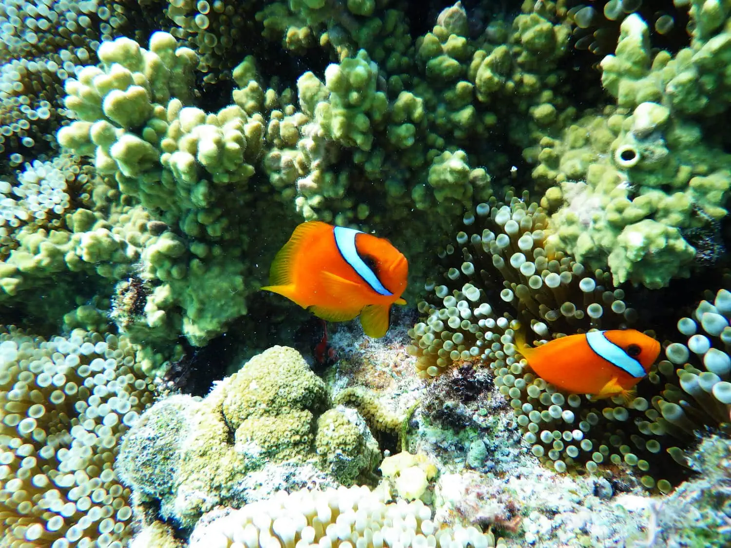 fotografías en corales, fotografía submarina