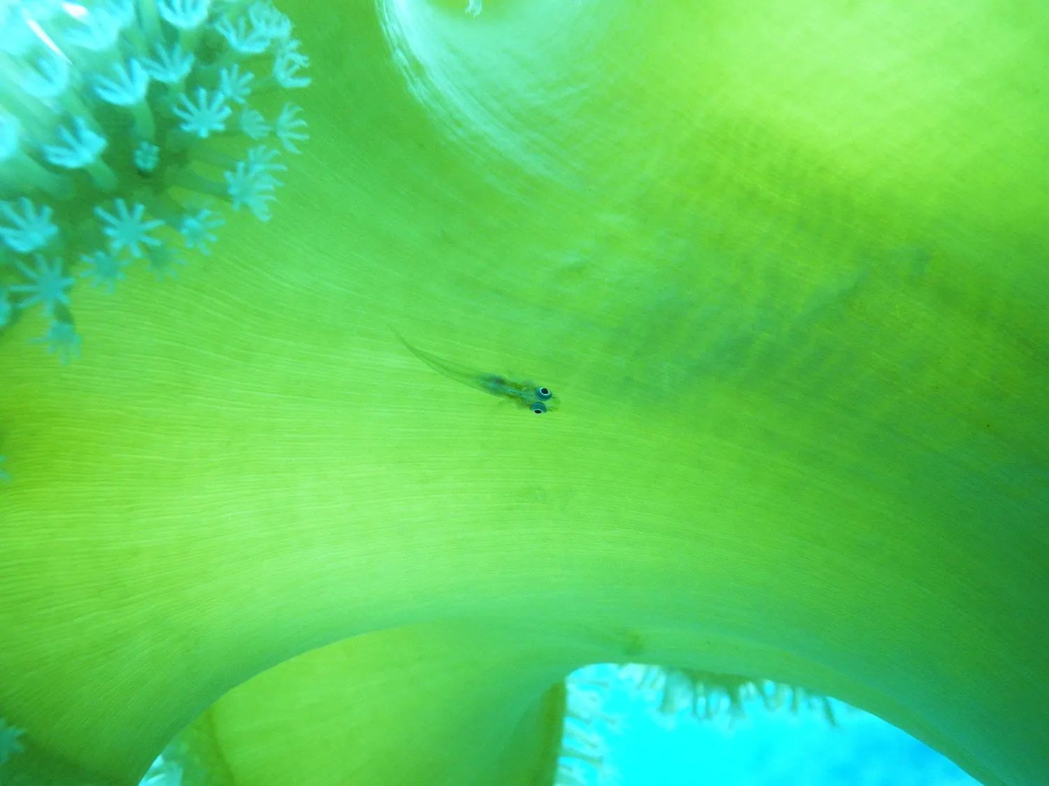 fotografías de peces, fotografía submarina