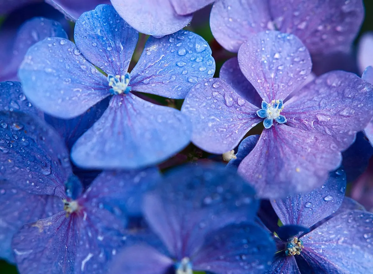 Flores azules y lilas