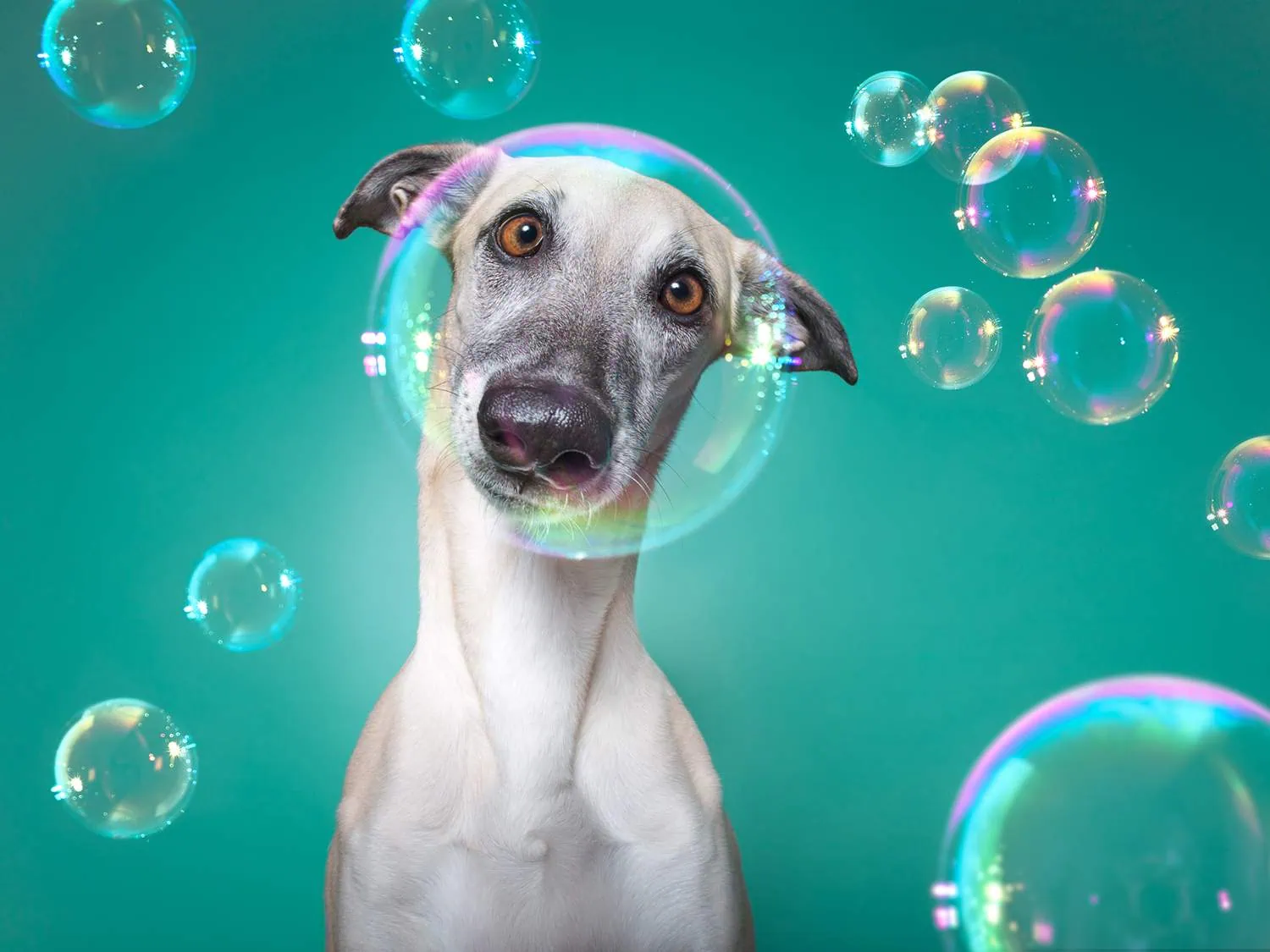 Fotografía de perro realizada por Elke Vogelsang