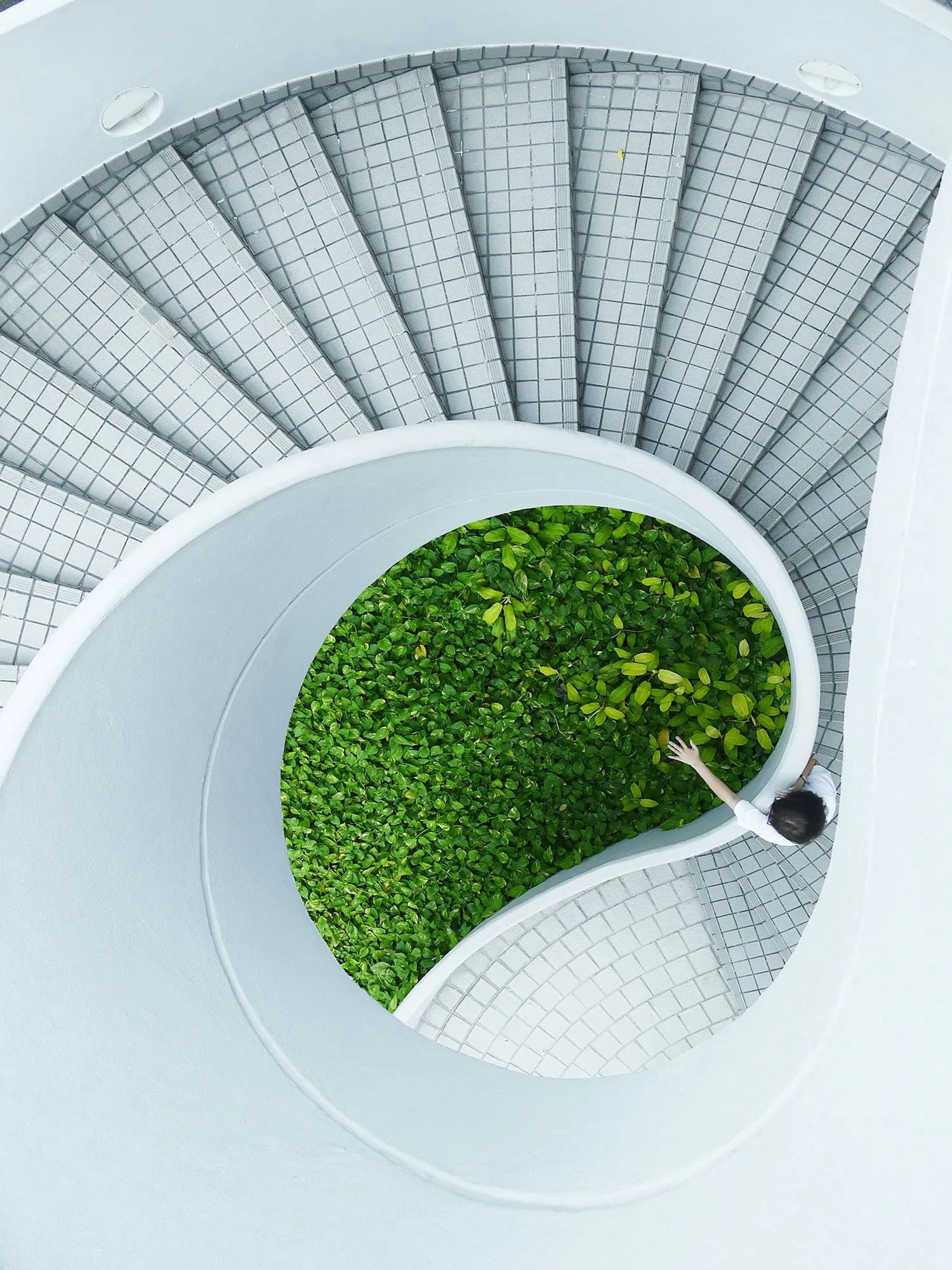 escaleras con plantas verdes en el centro