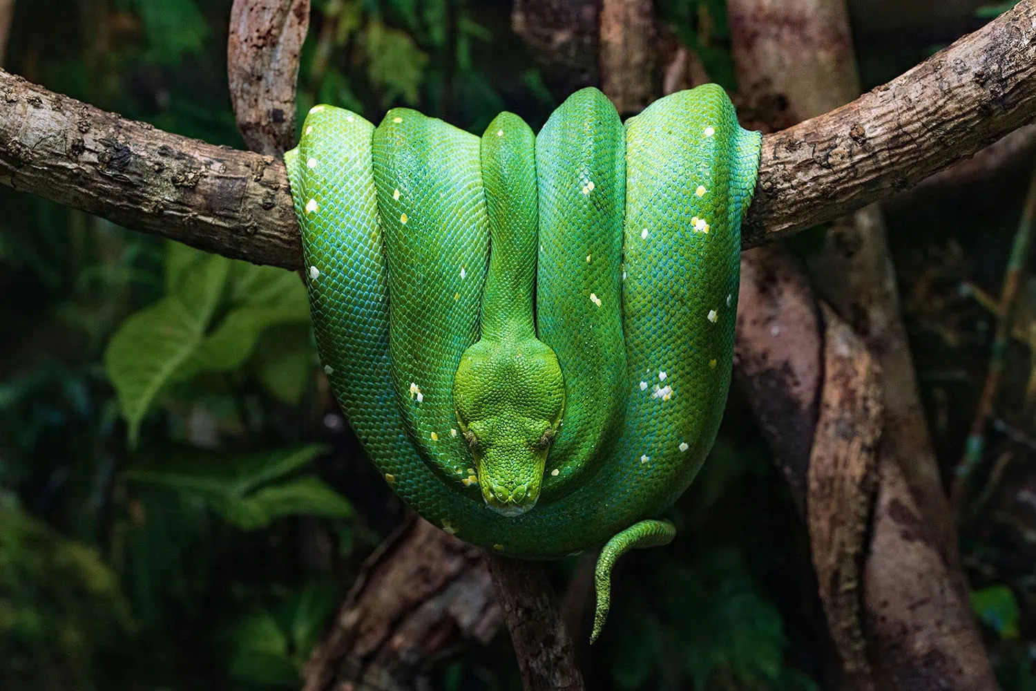 serpiente color verde intenso