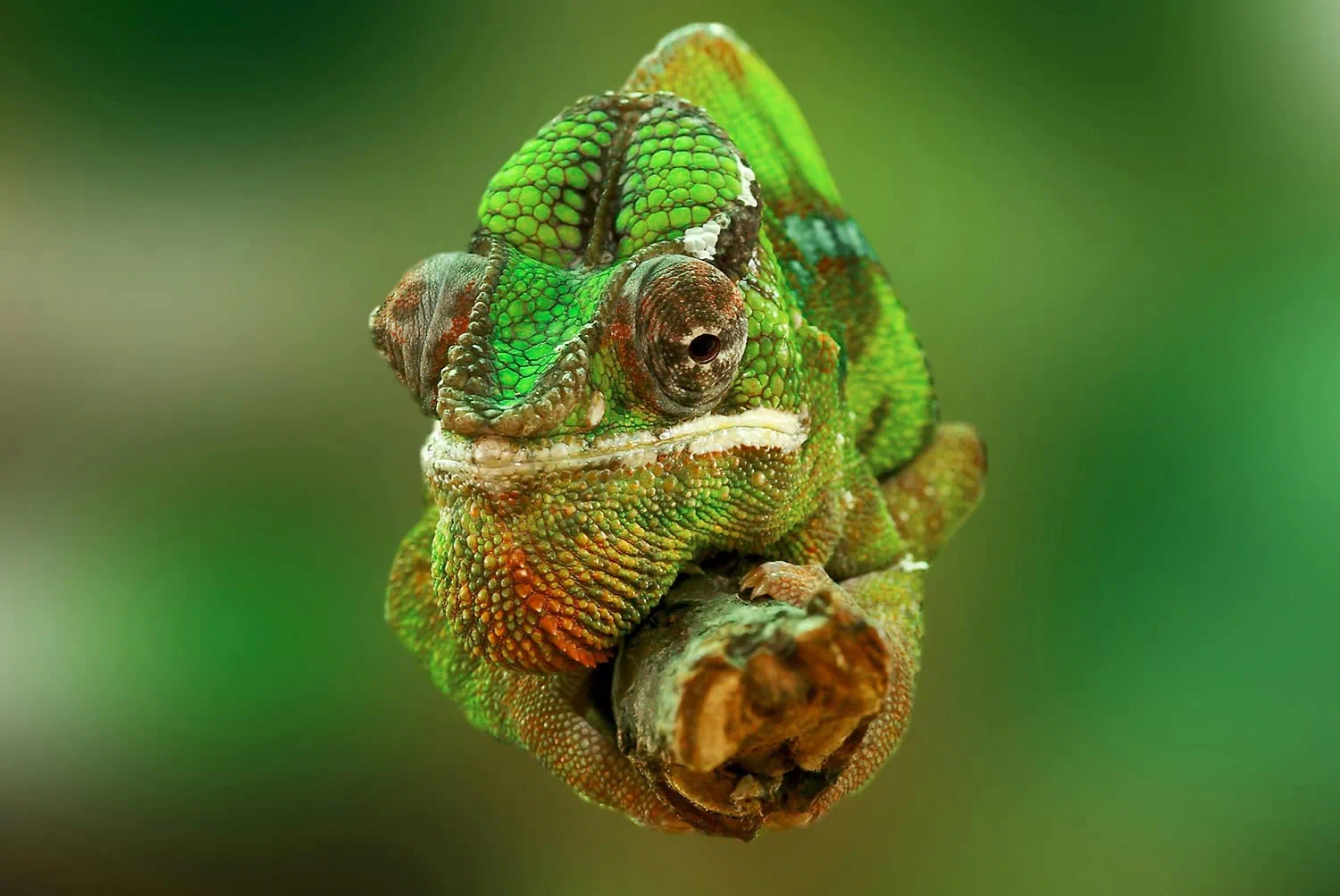camaleón en color verde