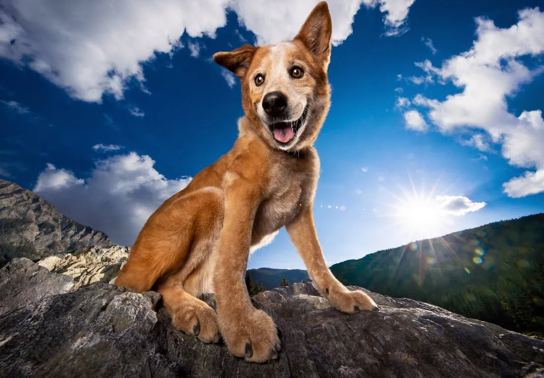 Fotografía de perro realizada por Kaylee Greer