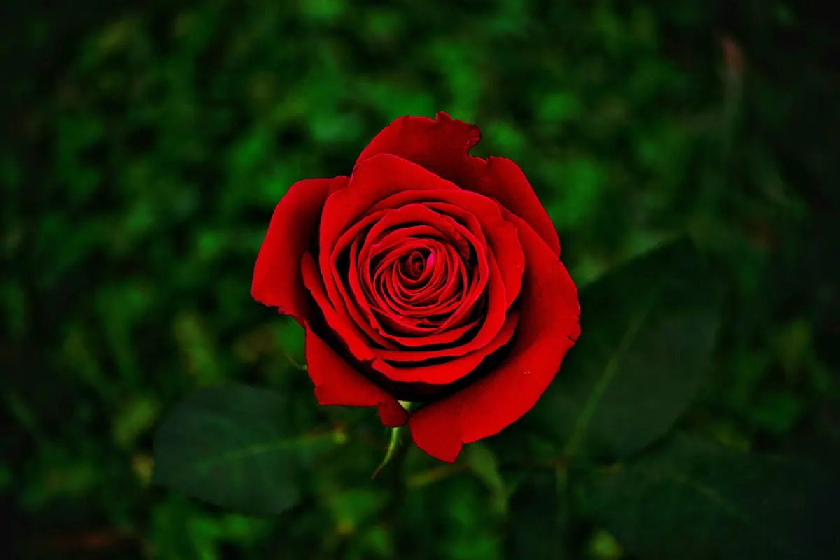 rosa roja en fondo verde