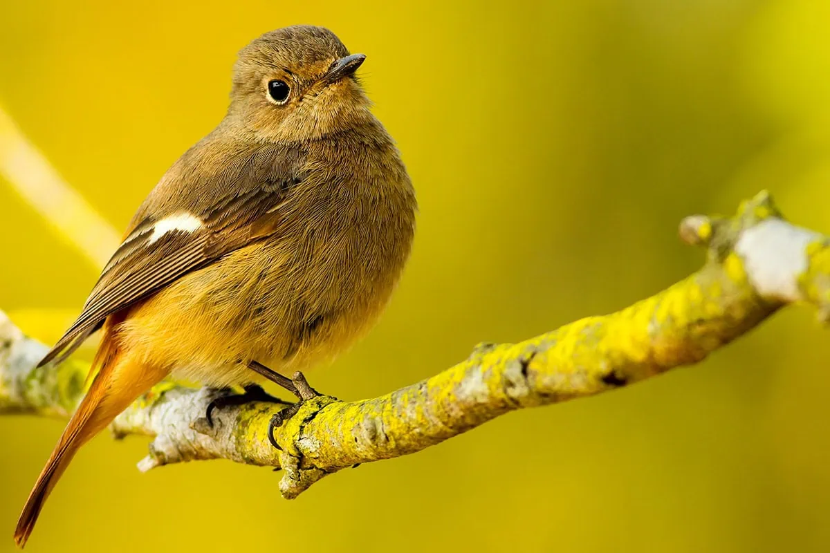pájaro en tonos amarillos
