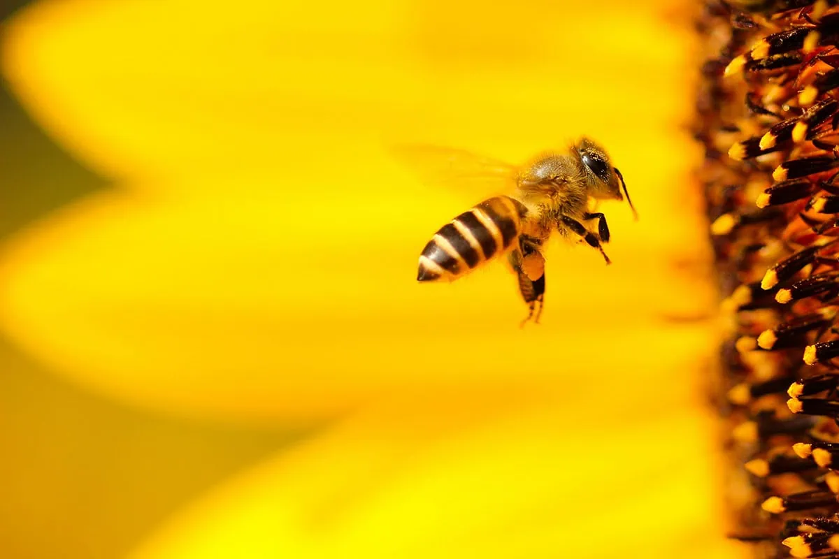 abeja en fondo amarillo