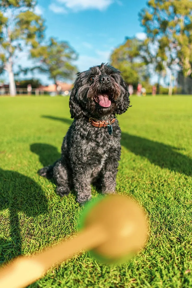 Foto de perro en el parque jugando