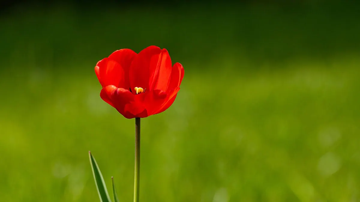 Flor roja sobre fondo verde