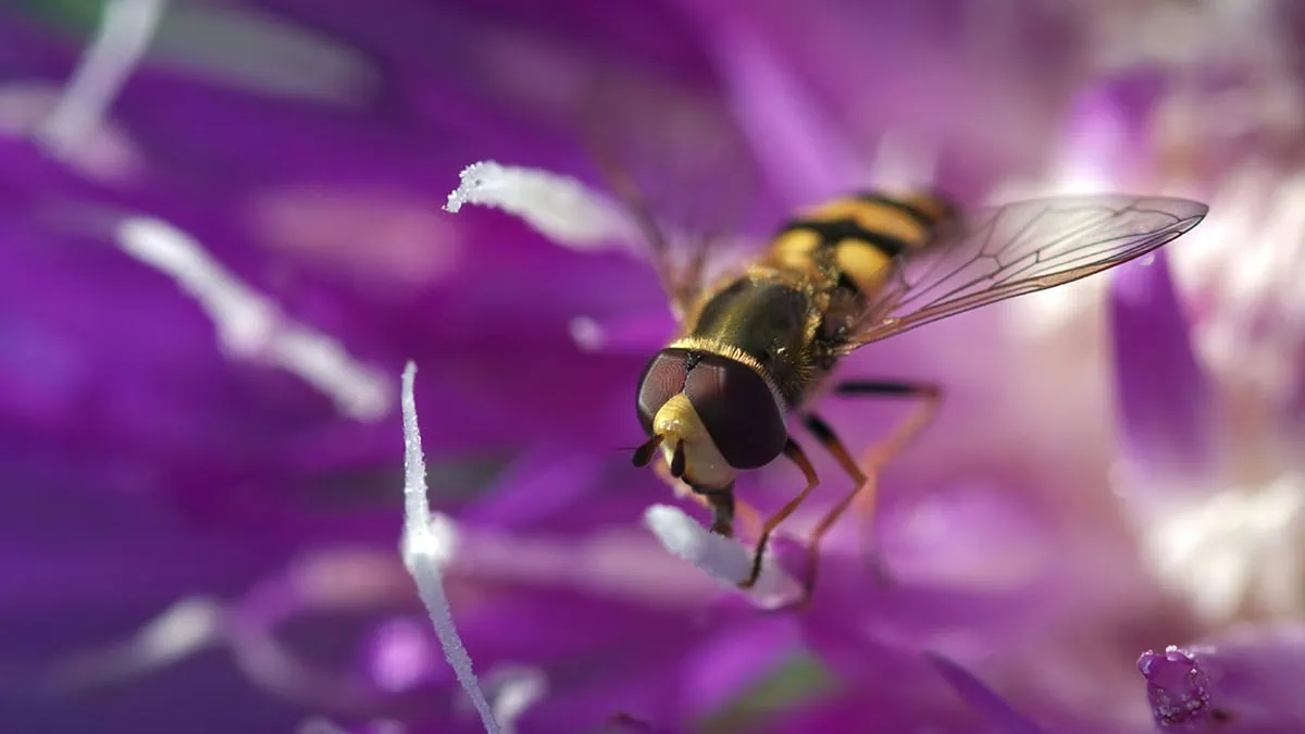 abeja sobre flores violetas