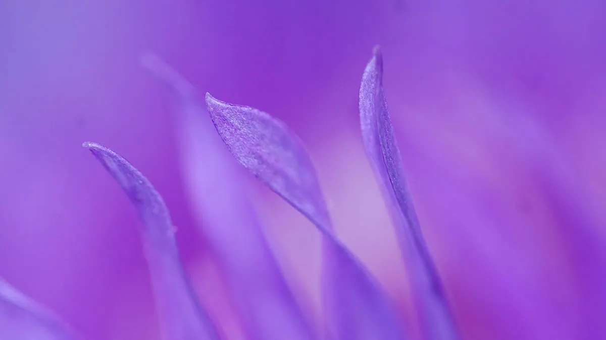 Hojas violetas